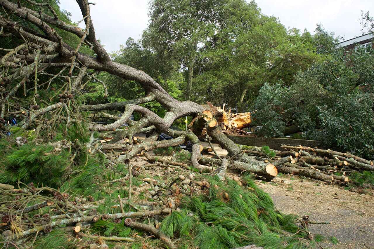 Best Tree Branch Trimming  in River Ridge, FL